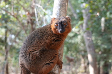 common brown lemur or true lemur is endemic to madagascar and endangered because of deforestation (eulemur fulvus)
