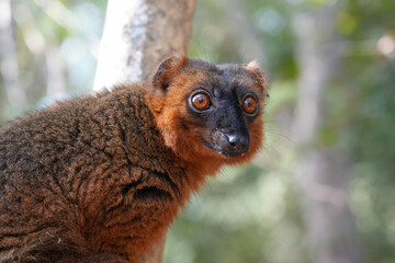common brown lemur or true lemur is endemic to madagascar and endangered because of deforestation (eulemur fulvus)