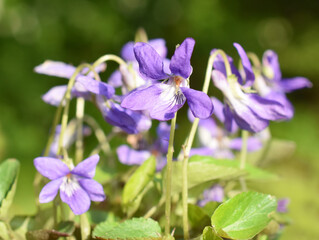 Viola riviniana common dog-violet purple flowers flowering in spring