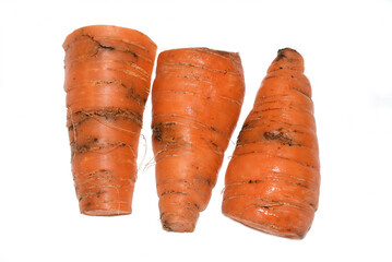 Psila rosae carrot root fly damage on carrot