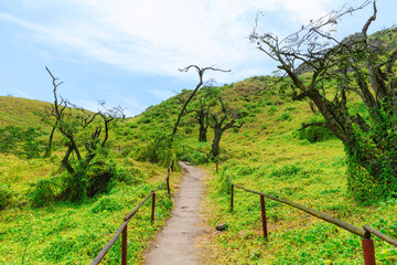 Fototapeta premium Lomas de Lachay, a National Reserve near Lima, ideal for exploring trails, observing wildlife and enjoying nature and outdoor walks.