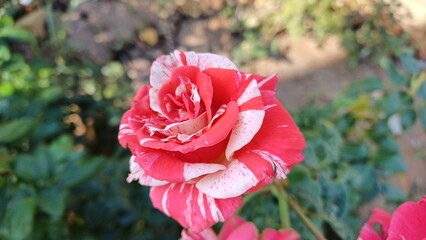 Flowering pink and white colored rose in garden. Close up.