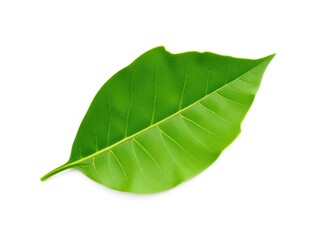 Obraz premium Leaf shape characterized by asymmetrical edges and curved tips, exotic plant species, wild plant life, foliage types