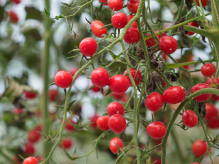 Cherry tomatoes in the greenhouse