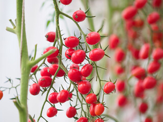 Cherry tomatoes in the greenhouse