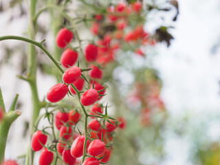 Cherry tomatoes in the greenhouse