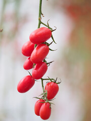 Cherry tomatoes in the greenhouse