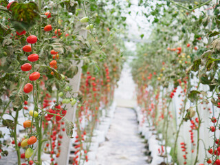 Cherry tomatoes in the greenhouse