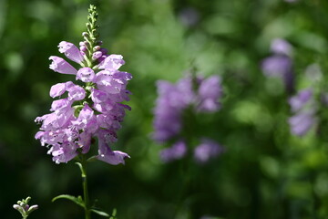 花穂が下から上へ順番に咲く