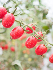Cherry tomatoes in the greenhouse