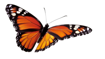 Naklejka premium Butterfly