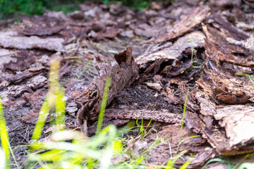 a lot of tree bark as the remains of an old wood store in the forest
