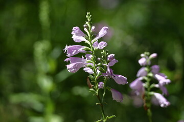 花穂が下から上へ順番に咲く