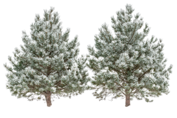 Snow Covered Pine Trees in Winter Landscape  on transparent background
