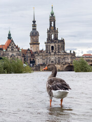 Dresden Germany September 18, 2024: The water level on the Elbe is over 6 meters, the flood has...