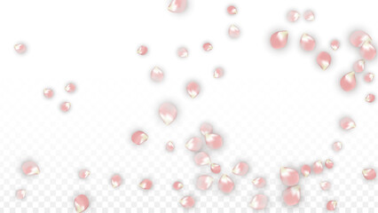 Pink Vector Realistic Petals Falling on Transparent Background. Spring Romantic Flowers Illustration. Flying Petals. Sakura Spa Design. Blossom Confetti. Design Elements for Poster Design.