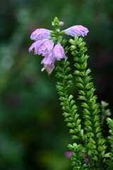 Obraz premium 花穂が下から上へ順番に咲く