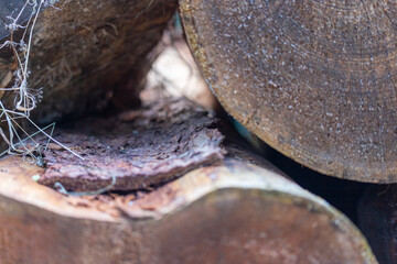 Many sawn-off tree trunks piled up in the forest