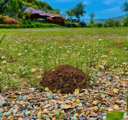 Obraz premium My photograph