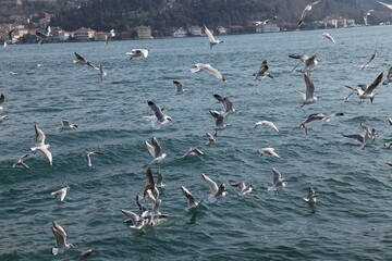 Flock of Seagulls Flying Over the Ocean, Birds in Flight, Nature Photography, Wildlife, Sea, Sky, Freedom, Wild