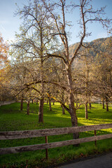 Autumn trees in the park on a sunny day. 