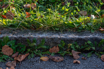 Autumn leaf on ground and green plants creative nature concept. Colorful season representation.