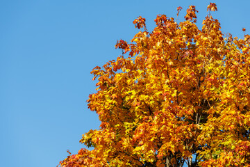 Fototapeta premium Maple with bright orange autumn leaves on a blue sky background. A place for the text.