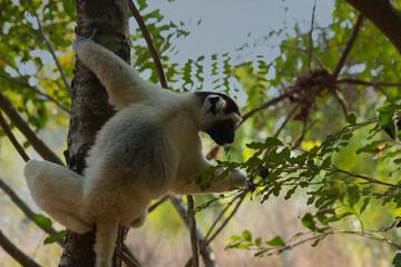 Verreaux's sifaka or white sifaka (propithecus verreauxi) is an endemic lemur of madagascar