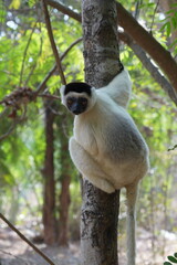 Verreaux's sifaka or white sifaka (propithecus verreauxi) is an endemic lemur of madagascar