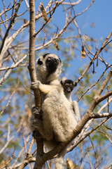 Verreaux's sifaka or white sifaka (propithecus verreauxi) is an endemic lemur of madagascar