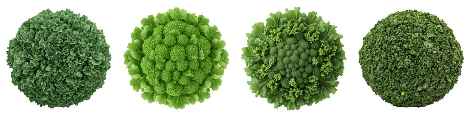 A collection of varying shades and textures of green spherical foliage.