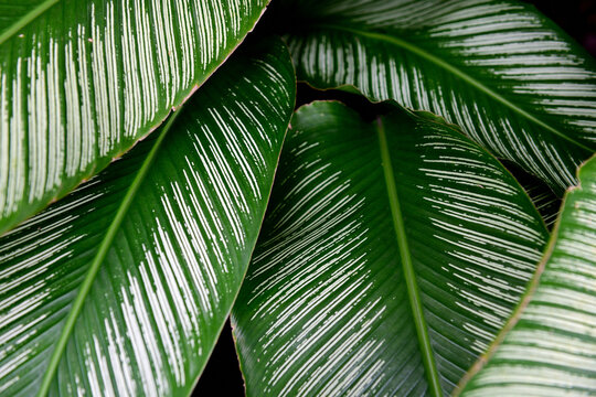 Tropical Pin Stripe plant leaves, Pinstripe Calathea, or Calathea Ornata plant