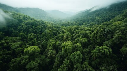 Obraz premium Lush green tropical rainforest landscape with dense tree canopy and misty mountain range in the background, conveying pristine and untouched natural beauty.