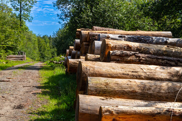 Many sawn-off tree trunks piled up in the forest