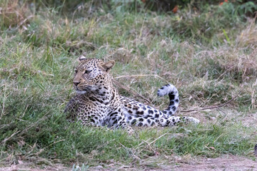 A lone leopard walks gracefully across the open grasslands of the Masai Mara, its sleek form and focused gaze capturing the untamed spirit of the African wilderness.