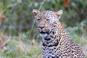 A lone leopard walks gracefully across the open grasslands of the Masai Mara, its sleek form and focused gaze capturing the untamed spirit of the African wilderness.