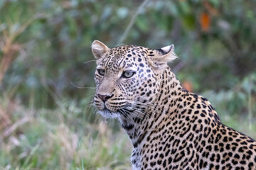 A lone leopard walks gracefully across the open grasslands of the Masai Mara, its sleek form and focused gaze capturing the untamed spirit of the African wilderness.