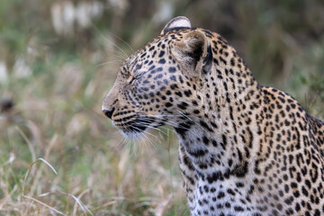 A lone leopard walks gracefully across the open grasslands of the Masai Mara, its sleek form and focused gaze capturing the untamed spirit of the African wilderness.