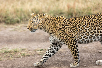 A lone leopard walks gracefully across the open grasslands of the Masai Mara, its sleek form and focused gaze capturing the untamed spirit of the African wilderness.