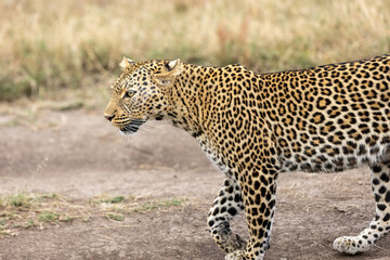 A lone leopard walks gracefully across the open grasslands of the Masai Mara, its sleek form and focused gaze capturing the untamed spirit of the African wilderness.