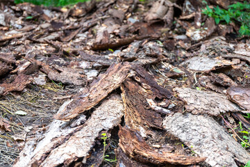 a lot of tree bark as the remains of an old wood store in the forest
