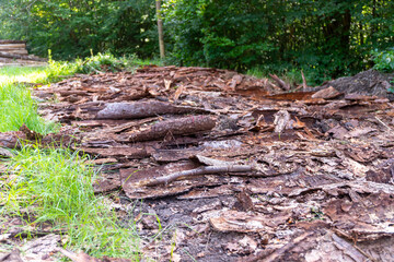 a lot of tree bark as the remains of an old wood store in the forest