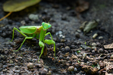 オオカマキリ