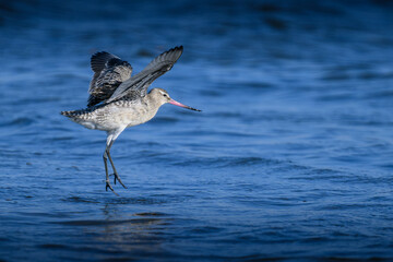 オオソリハシシギ
