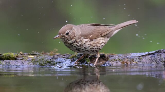 Bird - Song Trush Turdus philomelos in the forrest waterhole amazing warm light bird drinking water and bathing