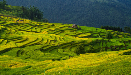 Obraz premium terraced fields in vietnam