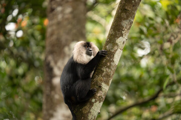 Lion-Tailed Macaque Skillfully Climbs Tree Branch in Its Natural Habitat
