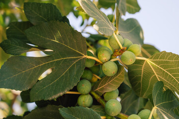 Figs on the branch of a fig tree