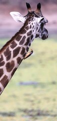 Giraffe getting neck massage by bird