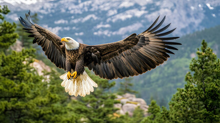 Obraz premium bald eagle in flight